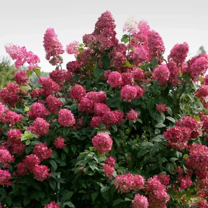 Гортензия метельчатая Даймонд Руж ø19 h40 см