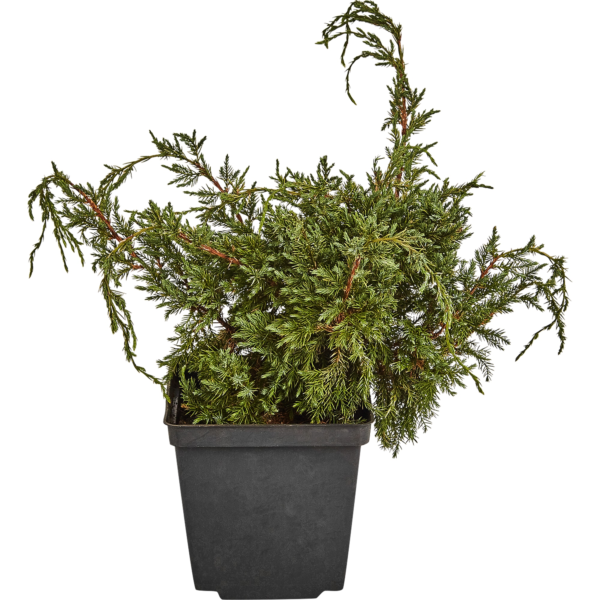 18470238 Можжевельник чешуйчатый «Холгер», С2 Santreyd 