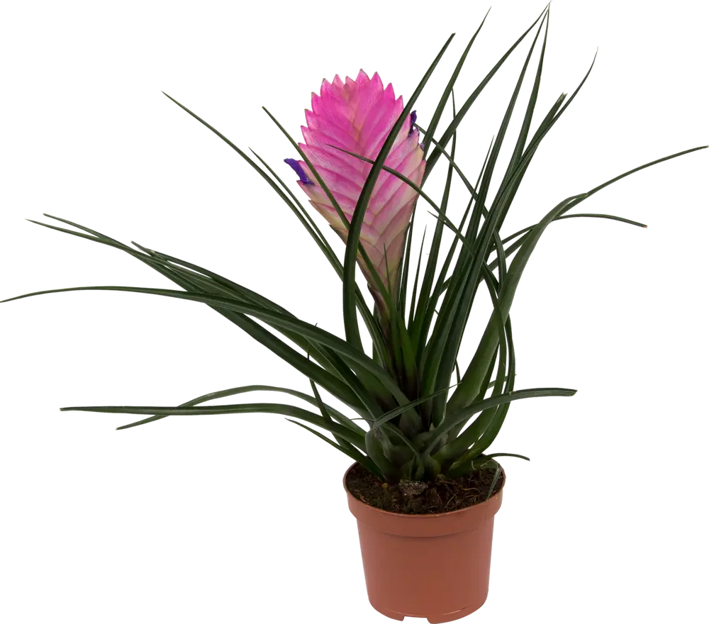 Тилландсия Анита Santreyd - воздушное растение с розовыми соцветиями 82399671