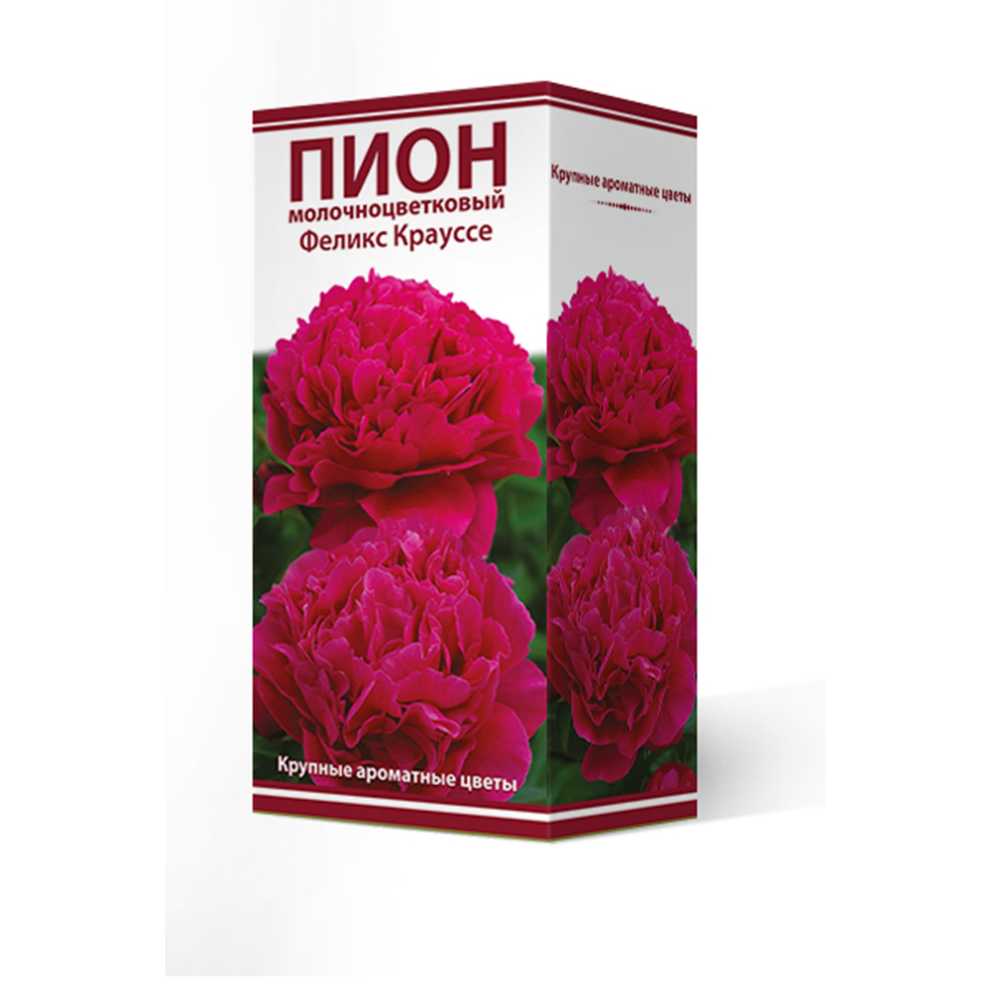 82000239 Пион молочноцветковый «Феликс Крауссе», высота 50 см, 1 шт Santreyd 