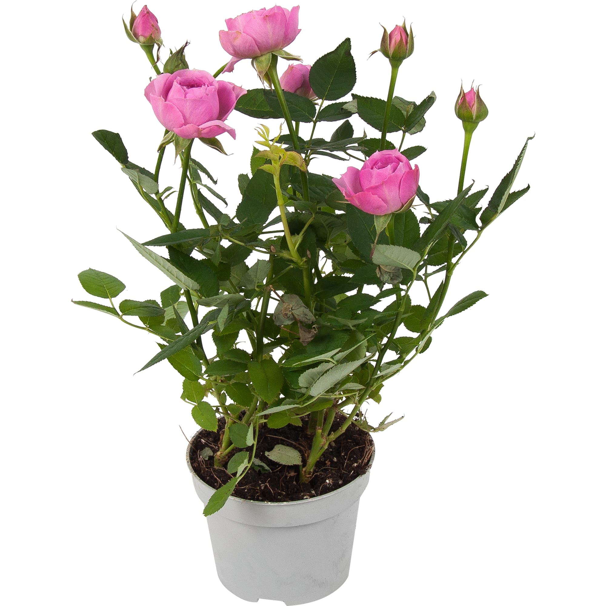 82548520 Роза Стар Розес 10.5х25-28 см Santreyd 