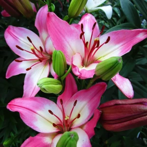 Лилия Lollypop 12/14 (1) Geolia