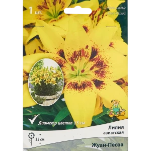 Лилия азиатская Жуан-песоа 85205798 STLM-2075393