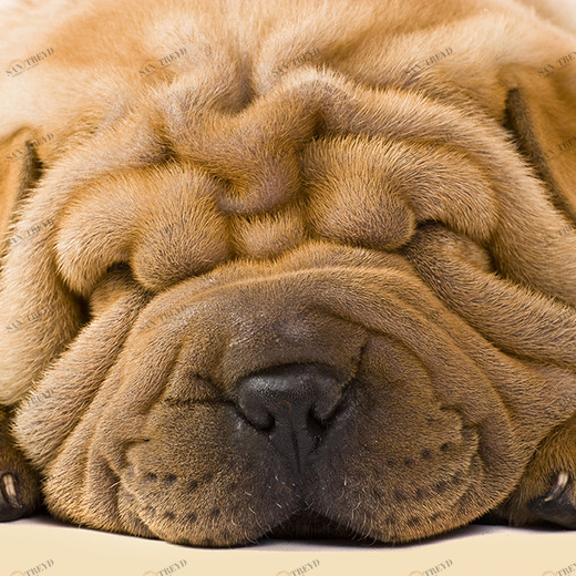 C1-082 Фотообои DIVINO Collection C 2.38х3 м C1082