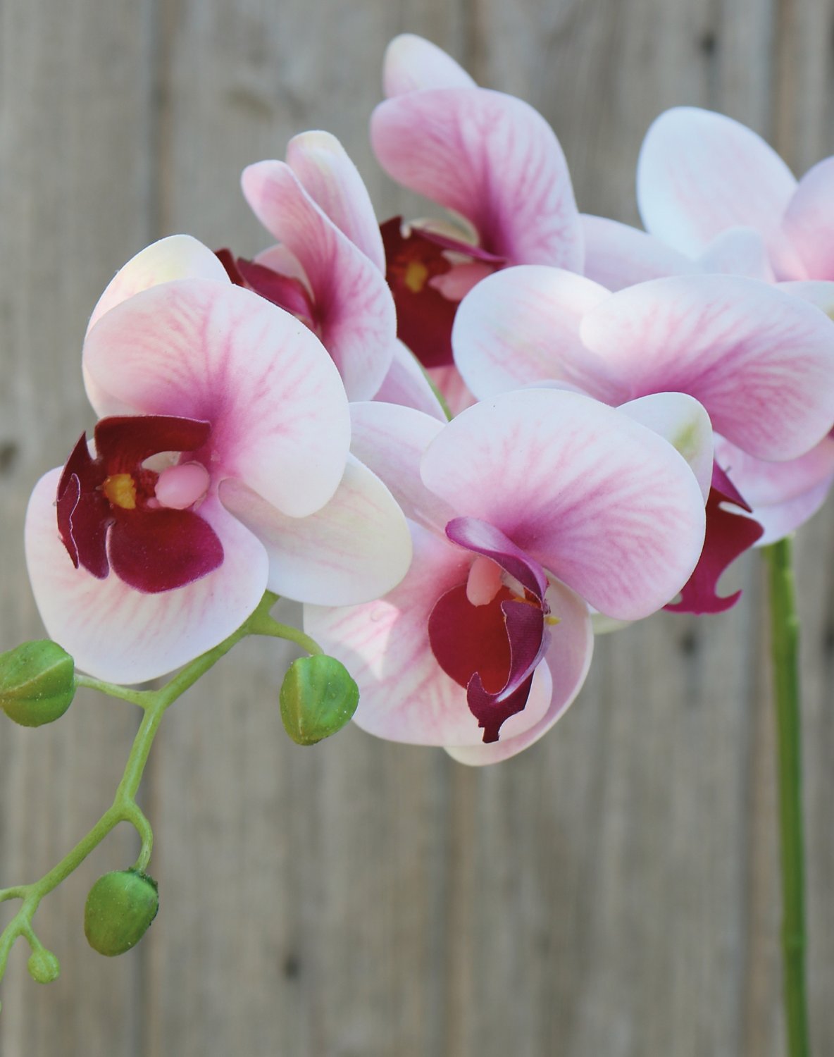 2650 510 a3 Искусственная орхидея Phalaenopsis, 80 см, real touch soft, роза H-andreas 