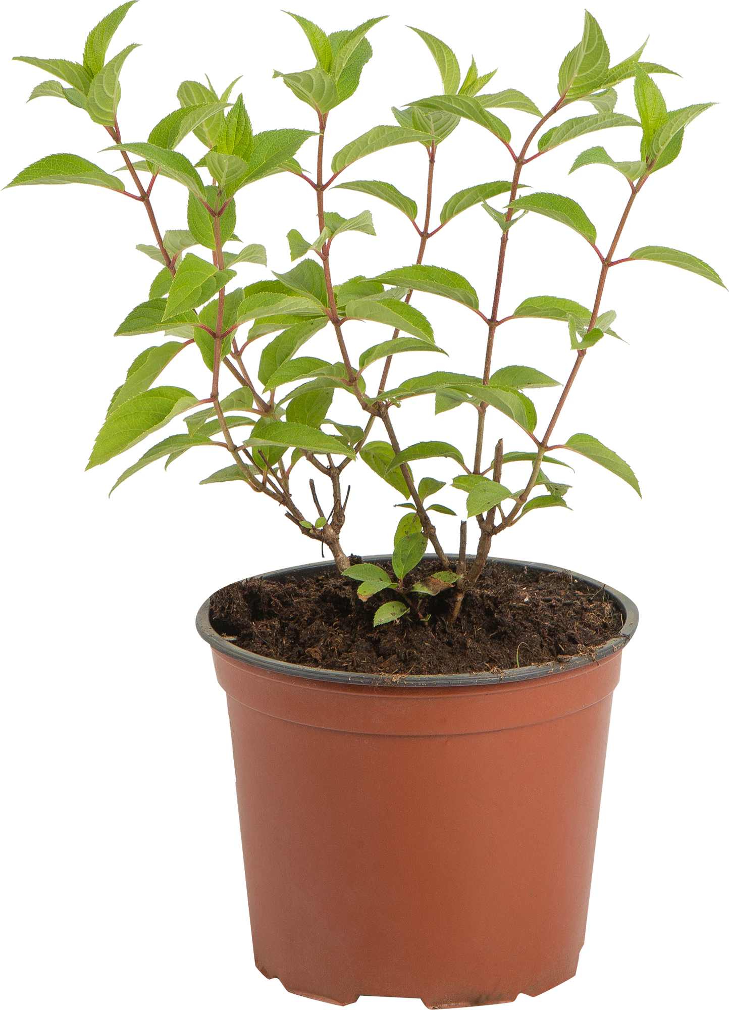 Гортензия метельчатая Полар Бир Santreyd - саженец с эффектными соцветиями 82585341 STLM-0030697