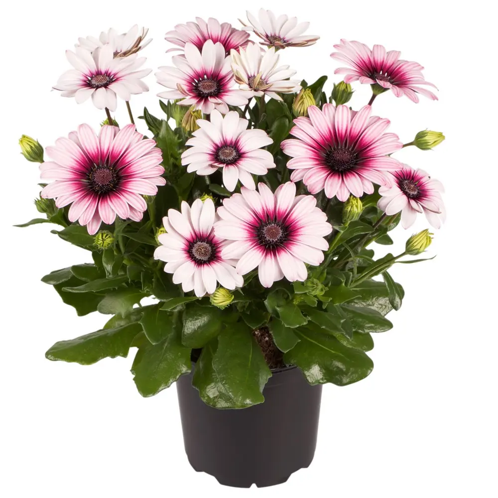 Santreyd Остеоспермум - изысканное украшение для террас и интерьеров 88014971 STLM-1380133