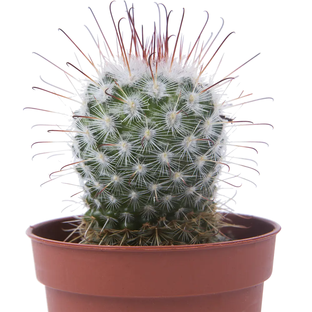 Santreyd: Композиция кактусов для интерьера и защиты от излучения 13974138 STLM-0004092 - Вид №2