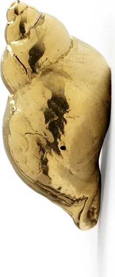 OC2022 Natica PULLCAST Ocean Collection  - Вид №2