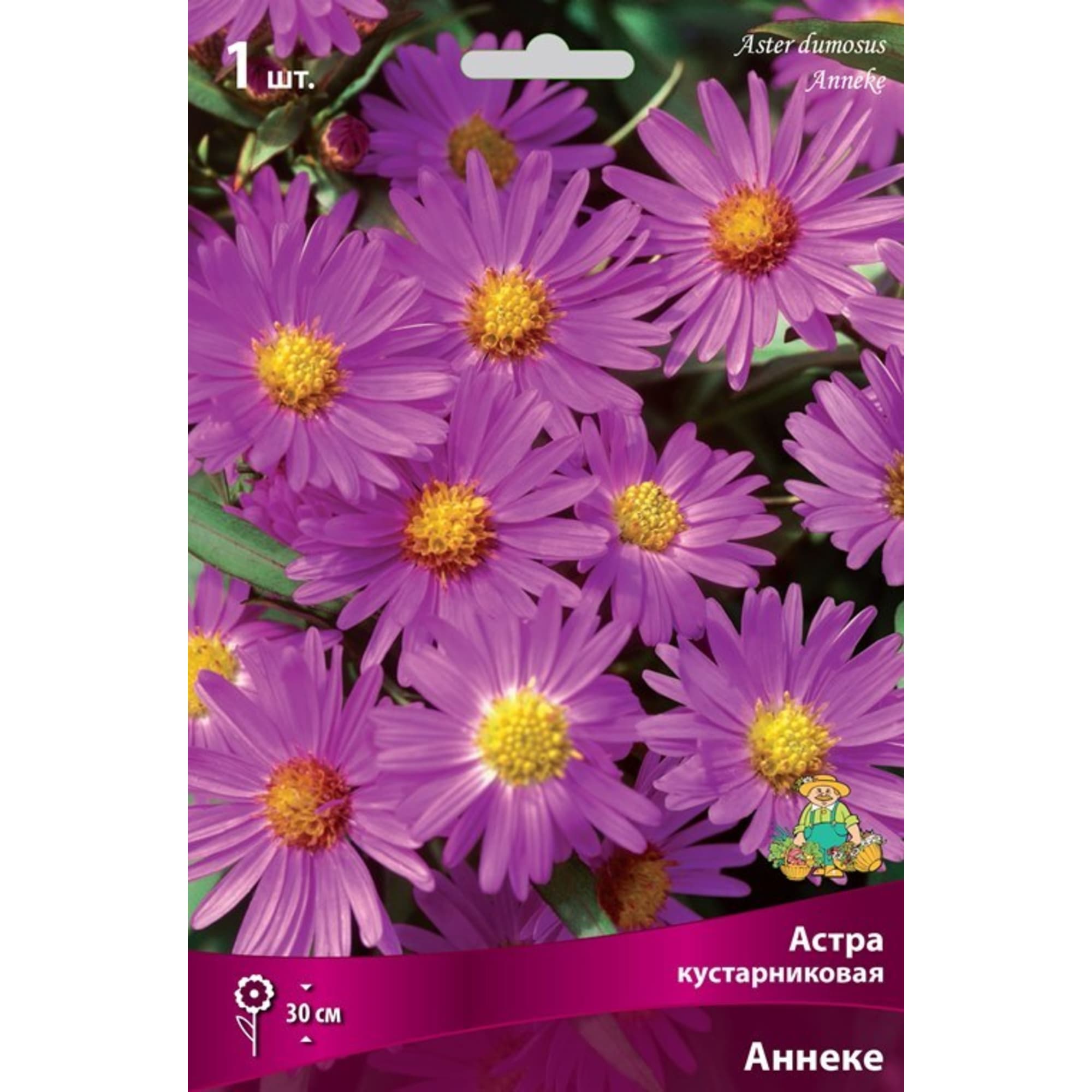 Астра кустарниковая Аннеке луковица I Santreyd 83599232