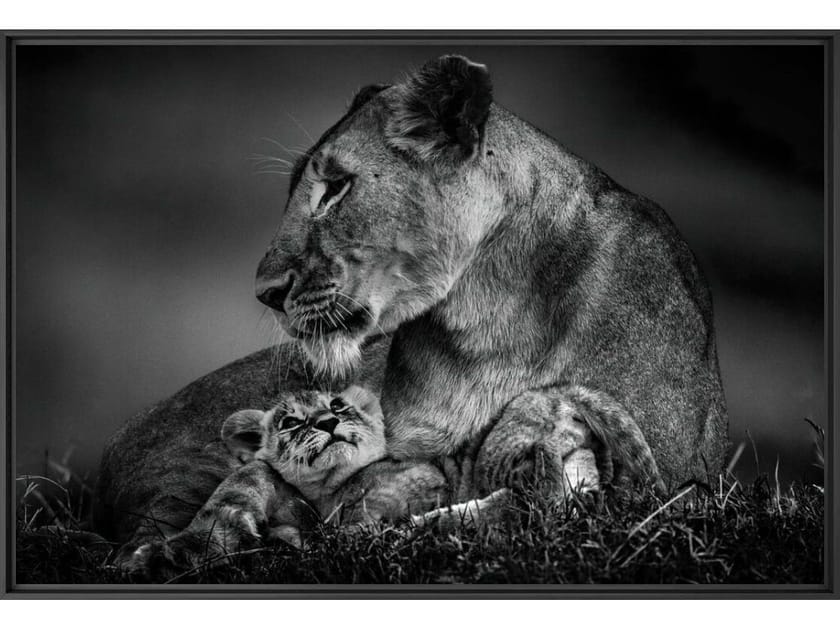 Печать фотографий на бумаге YellowKorner животное ARCH-00052844