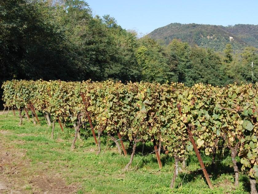 Ferro Bulloni Столб из кортеновской стали для виноградников Pali per recinzioni con reti metalliche sun-id-1478392 - Вид №4