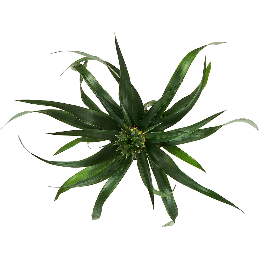 Santreyd Ананас комнатный - экзотическое украшение интерьера 89348852 STLM-1380931 - Вид №3