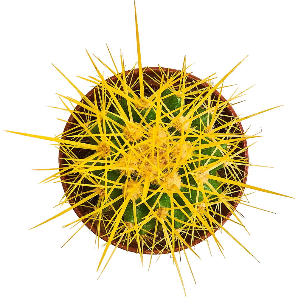 Santreyd Эхинокактус Грузона - мексиканский кактус с цветными иголками 87819696 STLM-0075891 - Вид №3