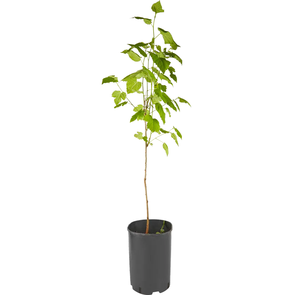 Шелковица черная ø17 h100 см 84406551 STLM-2001284 PLANTMARKET  - Вид №2