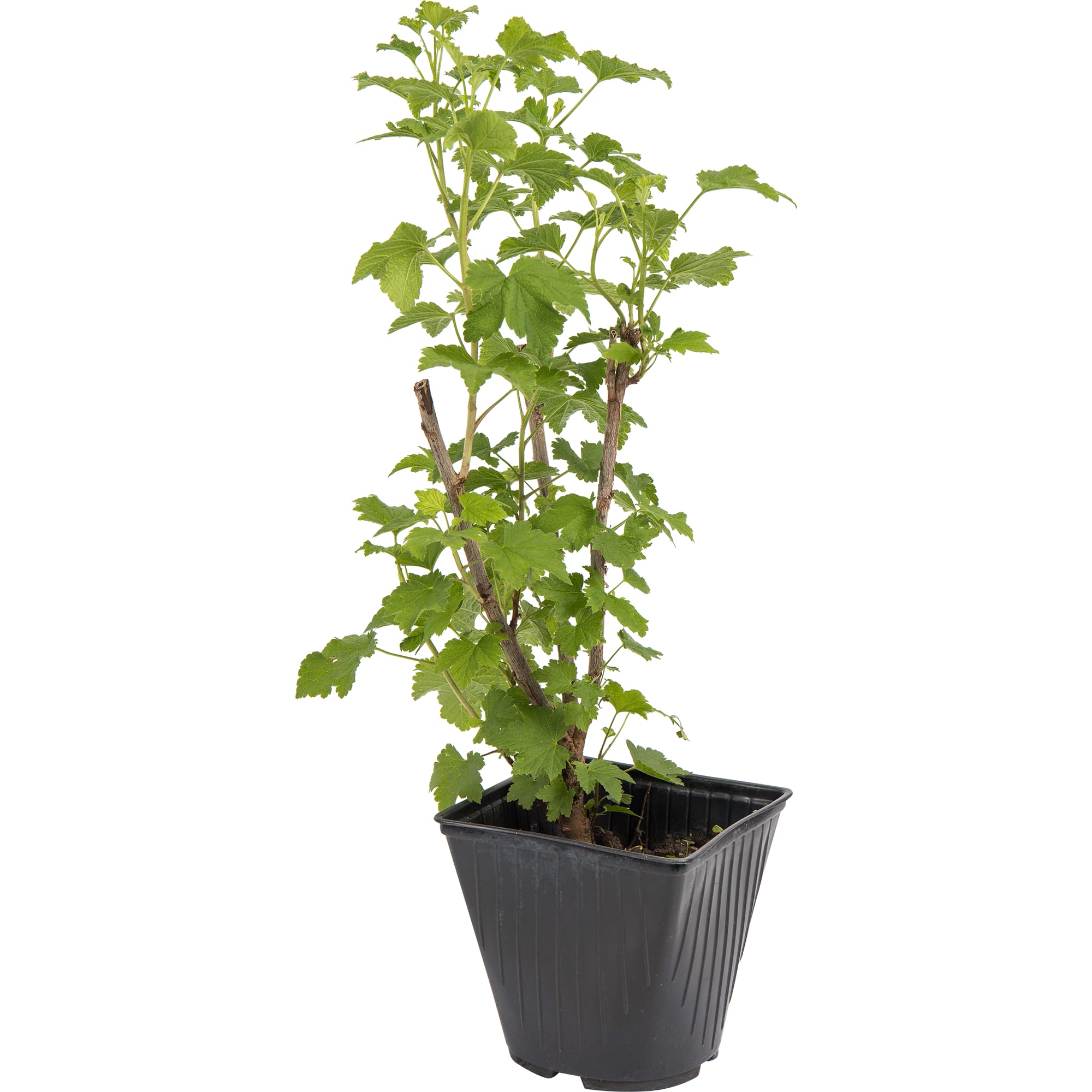 82597127 Смородина красная «Голланская красная» C2 высота 40 см Santreyd 