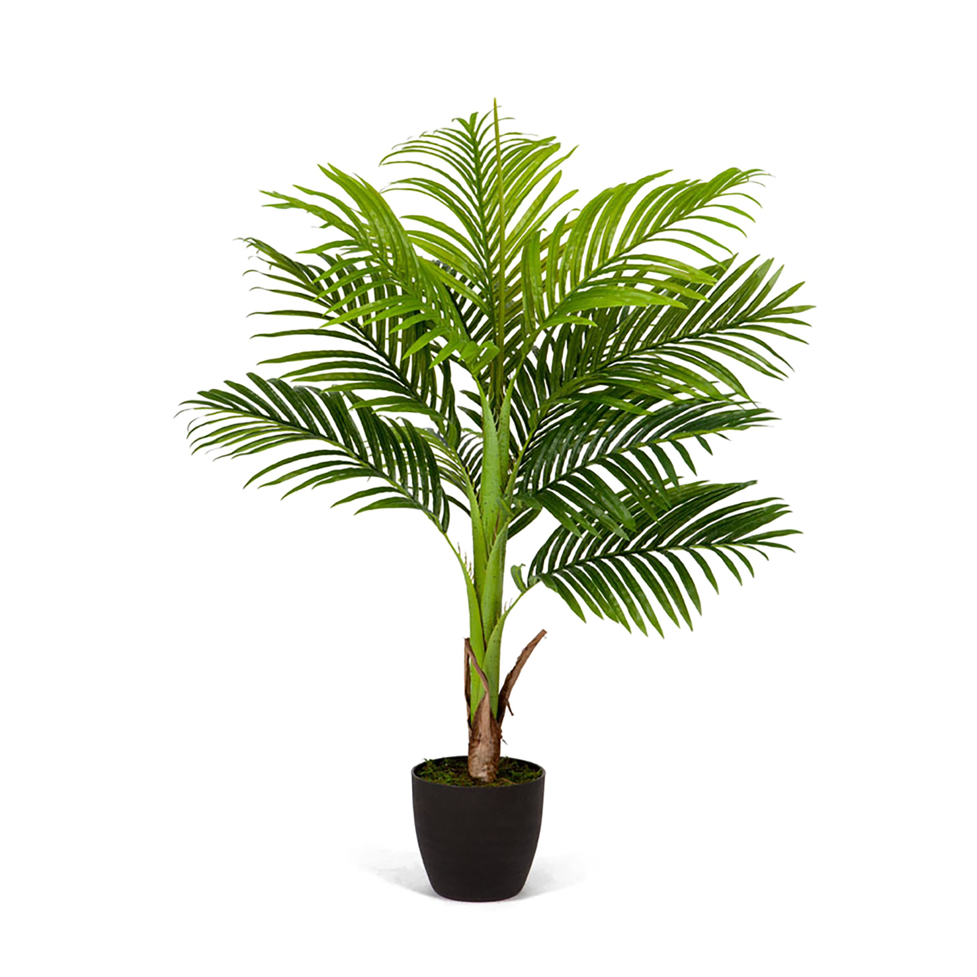 2000983170163 Арека Бетель высота 120 см COSMO RED 