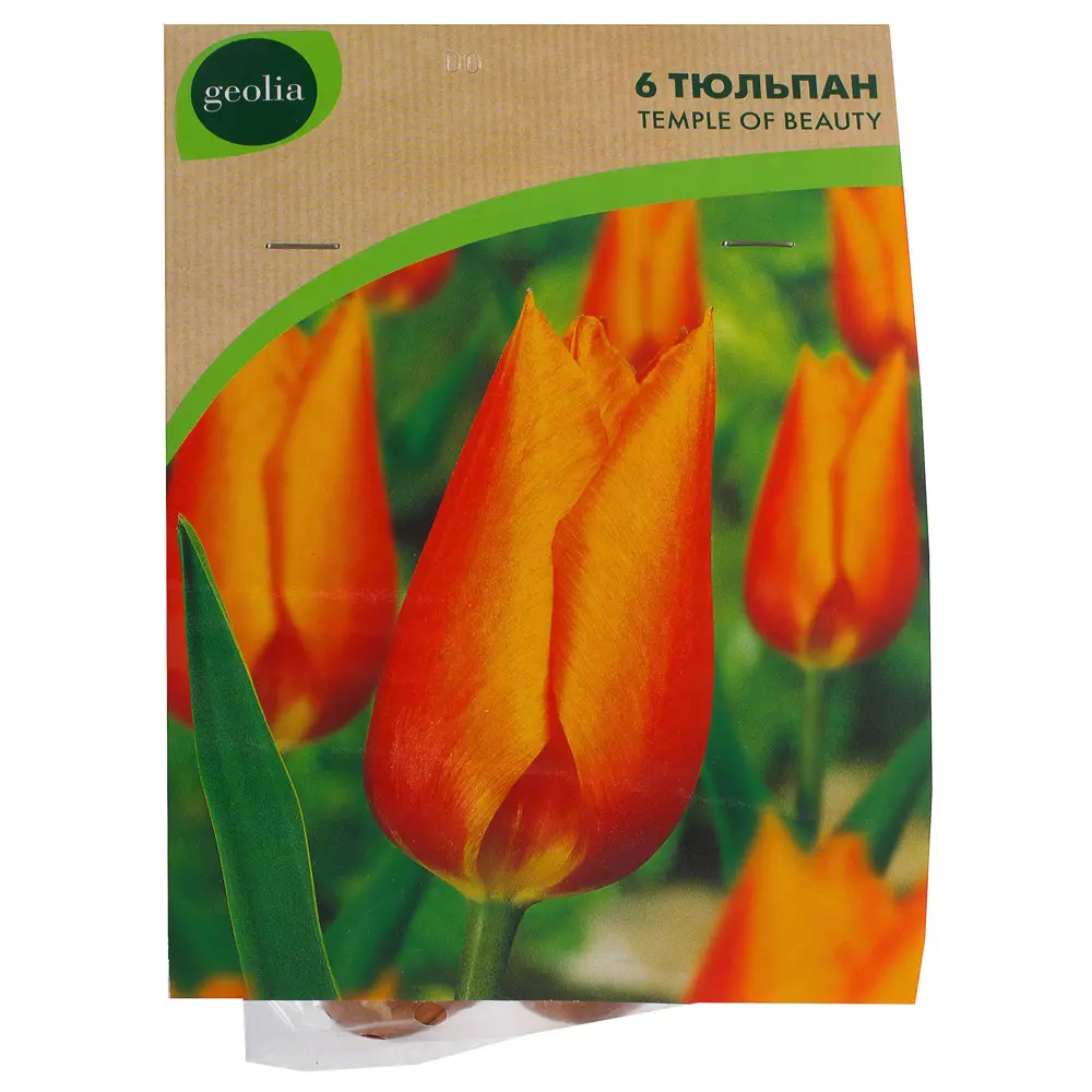Тюльпан Temple of Beauty GEOLIA 11/12 18658880 STLM-2170899  - Вид №1