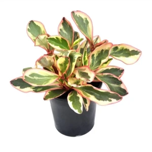 Santreyd Пеперомия Клузиелистная с кремовыми разводами 89296602