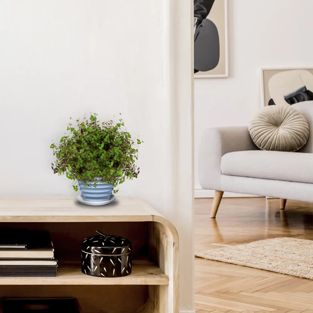 Santreyd Каллизия Репенс - вечнозеленое комнатное растение 82560385 STLM-0029927 - Вид №3