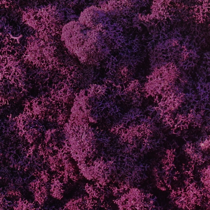 VER001 Лишайник Adriani e Rossi 01 Мох светло-зеленый  - Вид №13