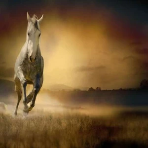 WP00131 Фотообои Verol Фотообои decoline 1х1 м