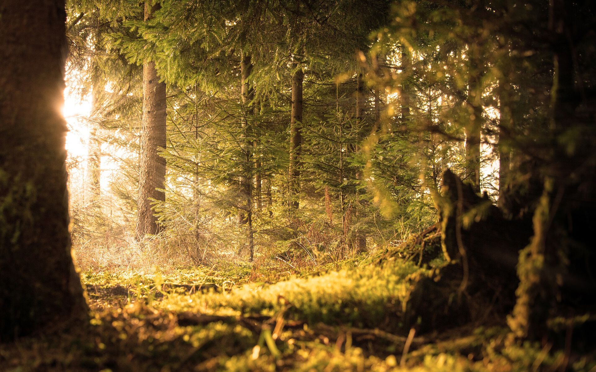 Pe SPA ароматерапия диффузор Aquademy AROMATERAPIA IN ARIA ARCH-00015799 - Вид №3