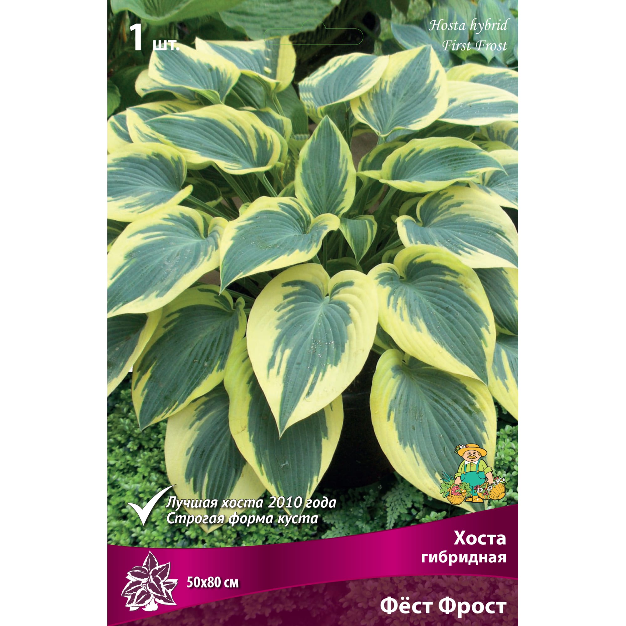 82530276 Хоста гибридная «Фёст Фрост» Santreyd 