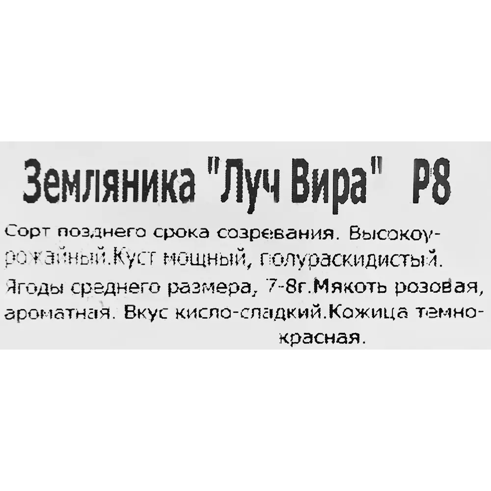 Саженцы земляники Луч Вира от Santreyd — богатый урожай в вашем саду 83597588 STLM-0956303 - Вид №1