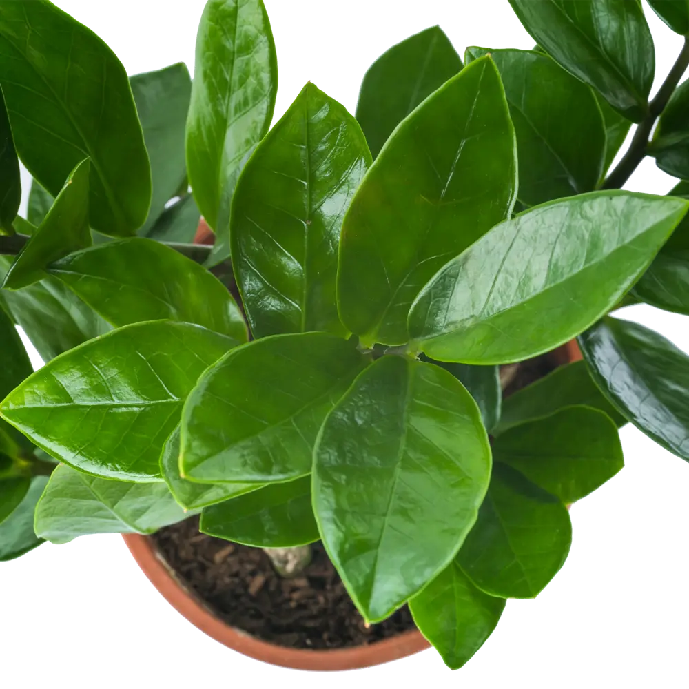 Santreyd Замиокулькас - элегантное долларовое дерево для интерьера 14750671 STLM-0005098 - Вид №1