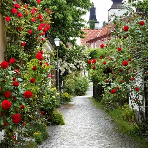 D1-072 Фотообои DIVINO Collection D 2.7х2 м