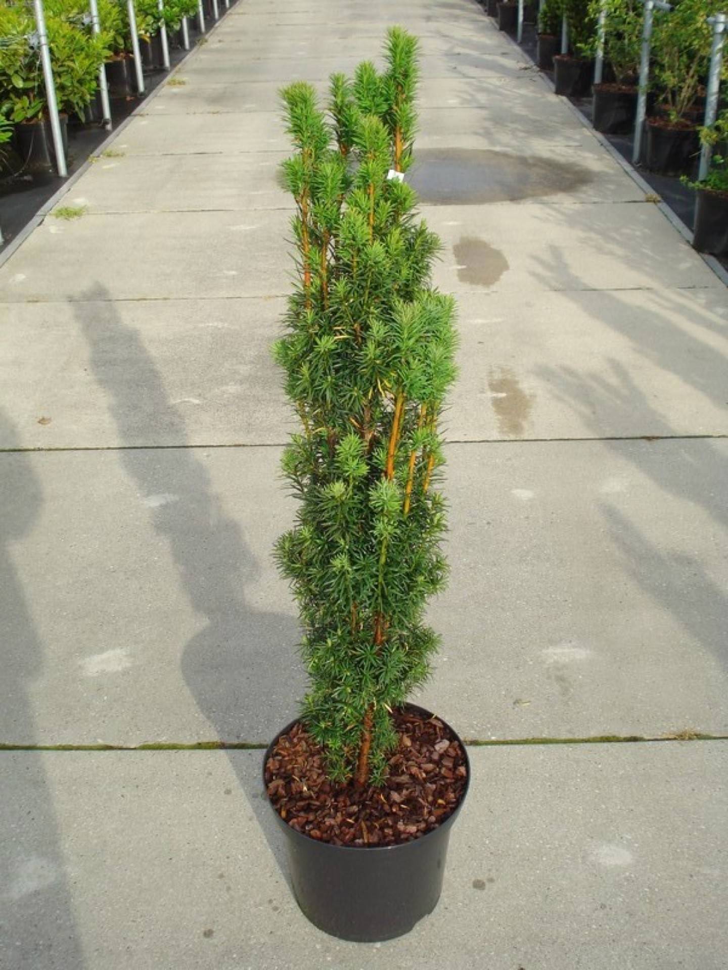 Тис Фастигиата Робуста Santreyd - колоновидный саженец для ландшафтного дизайна 87718708