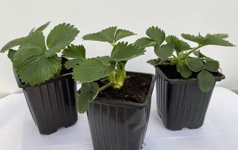 Саженцы земляники Вима Занта от Santreyd - ранний урожайный сорт 89366446