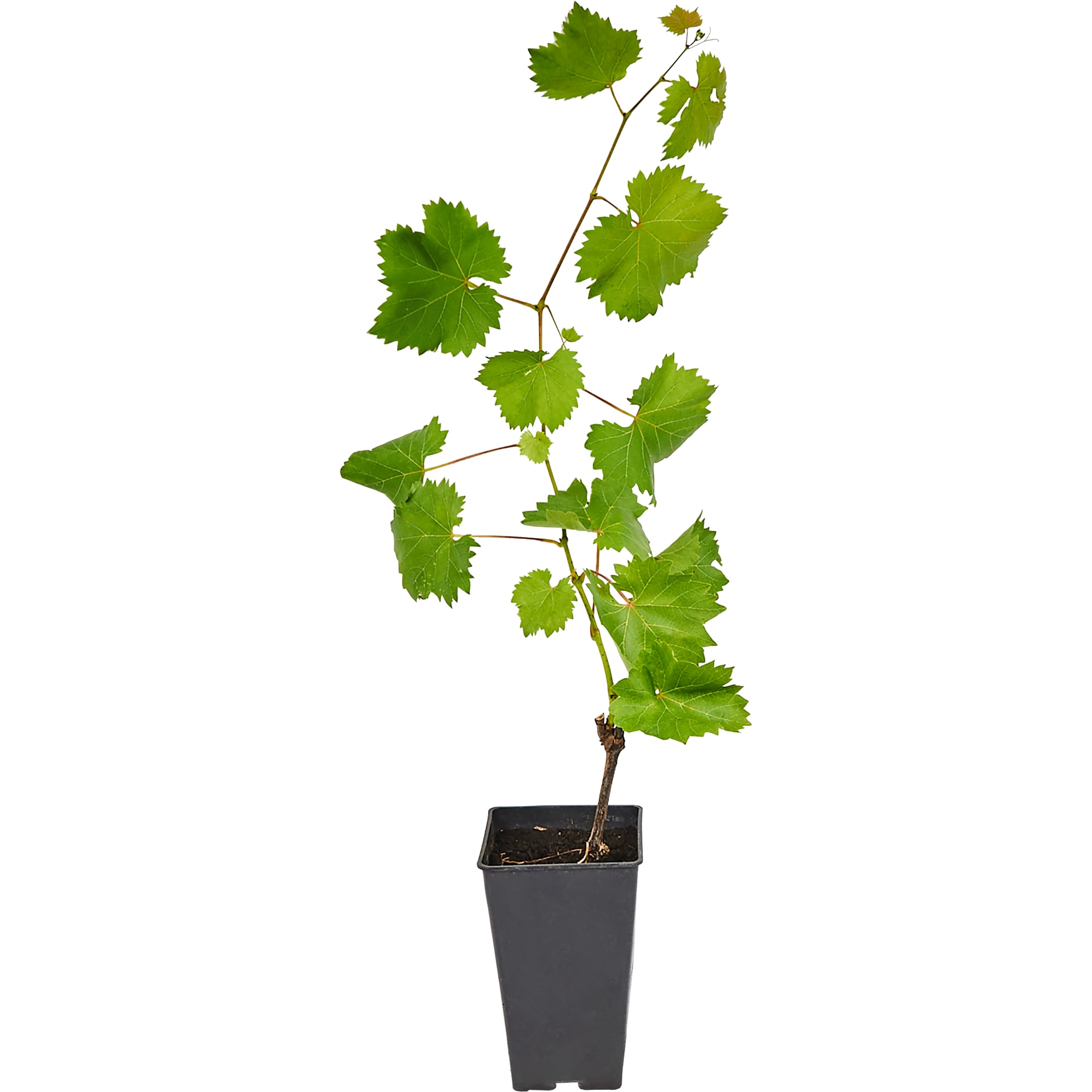 82596929 Виноград плодовый «Восторг» C2 высота 50 см Santreyd 