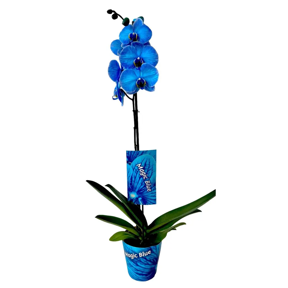 Фаленопсис Королевский синий - цветущее комнатное растение 89434470 Santreyd STLM-1580493