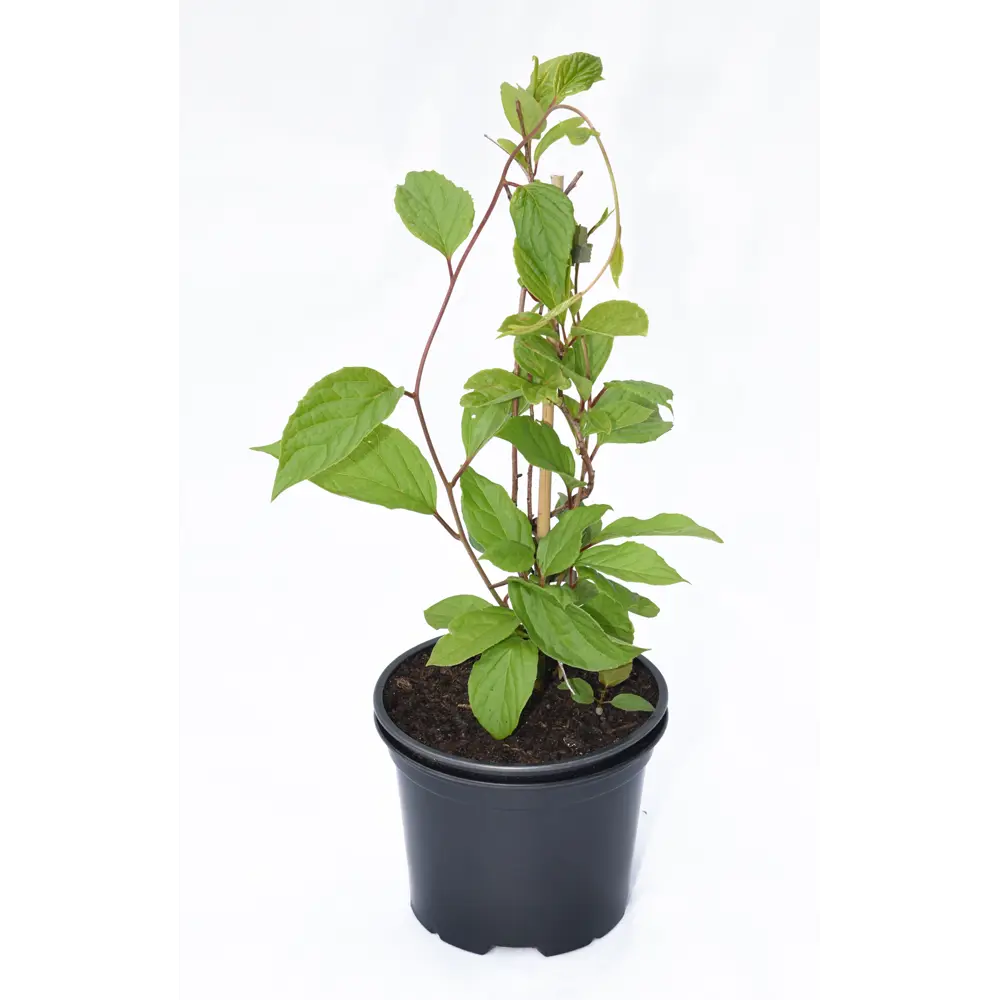 Santreyd Актинидия аргута «Вейки» - декоративная лиана с плодами 81969617 STLM-0962155