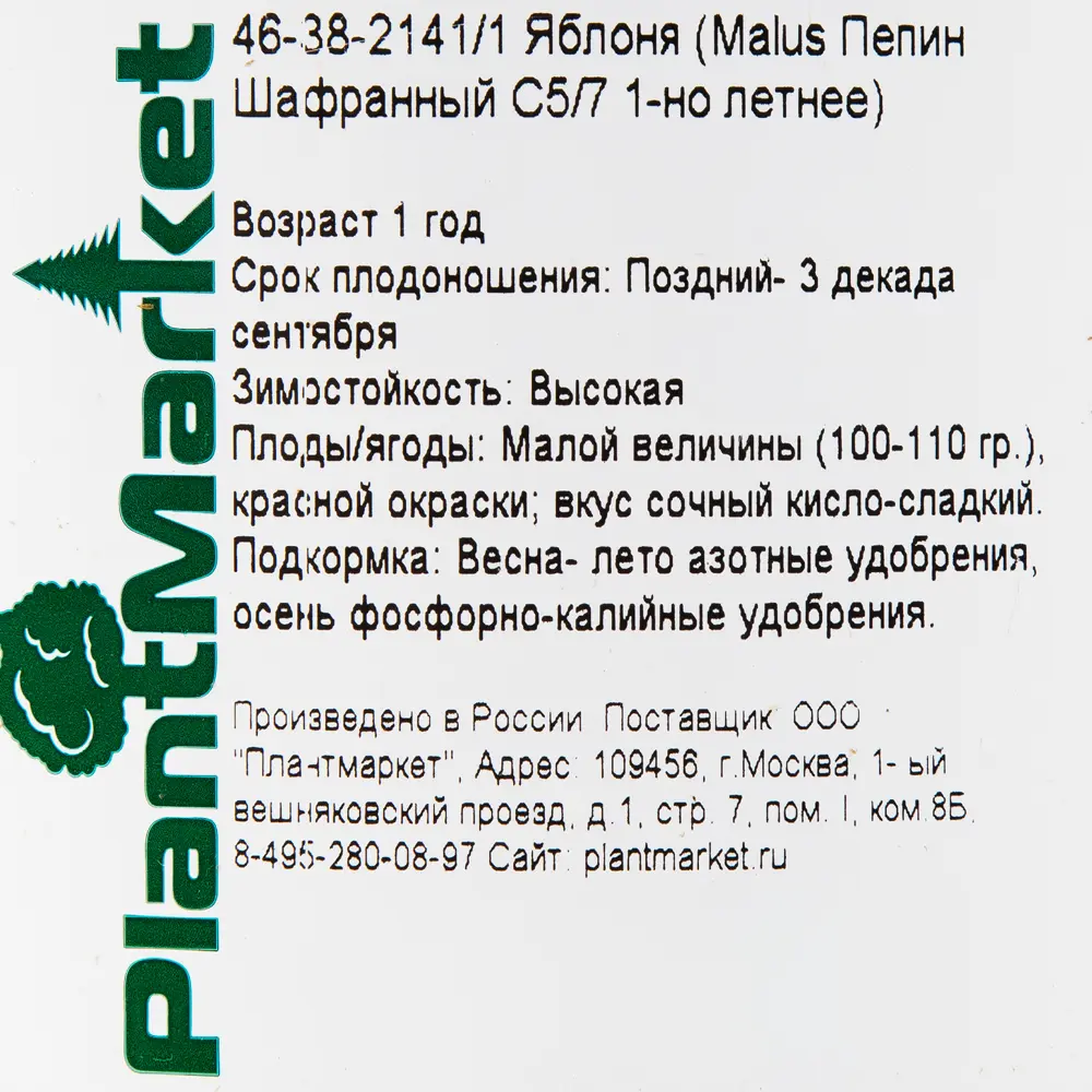 Яблоня «Пепин Шафранный» C5-C7 82174063 STLM-2091656 PLANTMARKET  - Вид №1