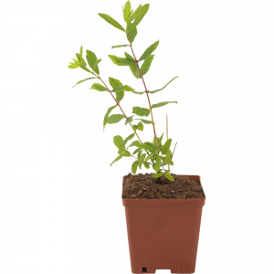 82597084 Жимолость плодовая «Волхова» C2 высота 50 см