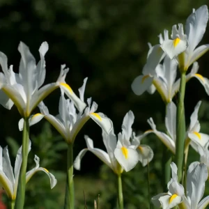 Ирис Geolia «White Excelsior», 6х7 см