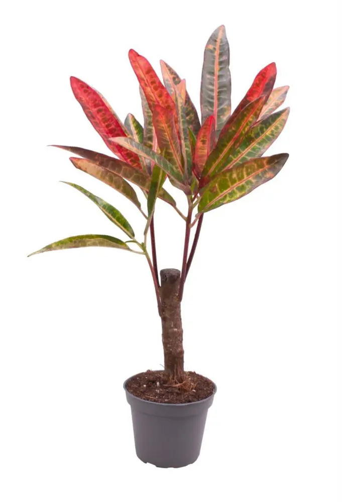 Santreyd Кротон Экскуренс - яркое комнатное растение с декоративной листвой 89375010