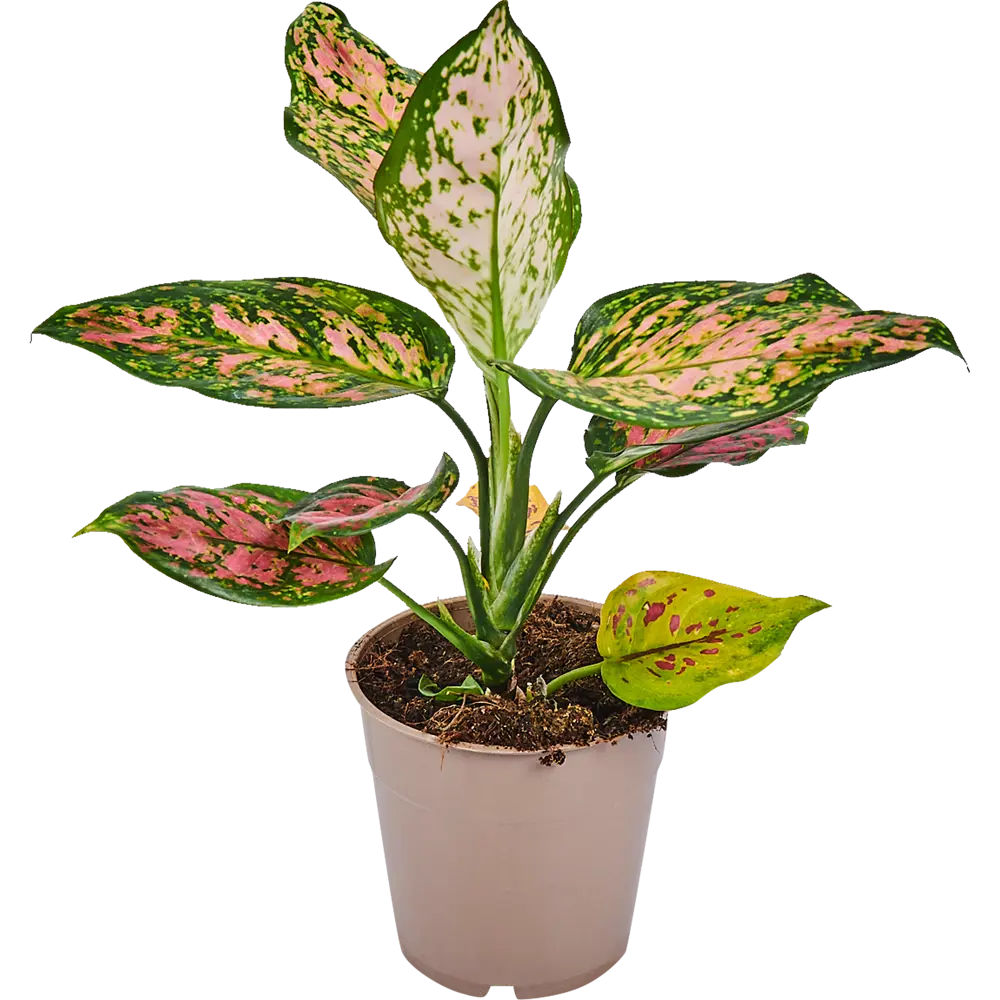 Santreyd Аглаонема Лайт стар — комнатное растение с резными листьями 82741698 STLM-0035266