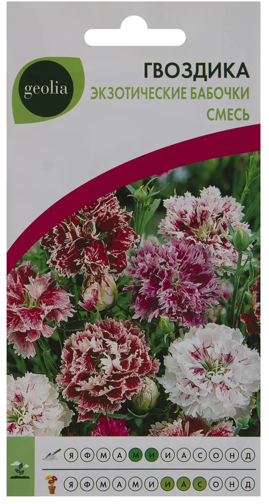 Гвоздика GEOLIA Экзотические бабочки - яркий однолетник для сада 17585498