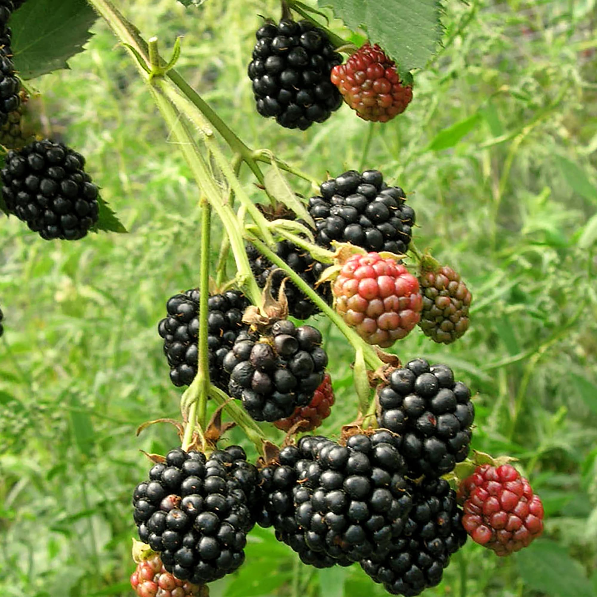 18321304 Ежевика С2, 50 см Santreyd  - Вид №2