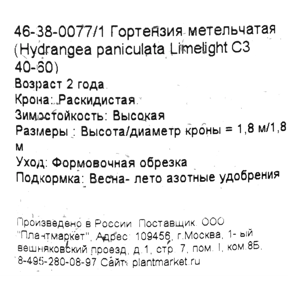Гортензия метельчатая «Лаймлайт» C3 40-60 см PLANTMARKET STLM-2037181 - Вид №1