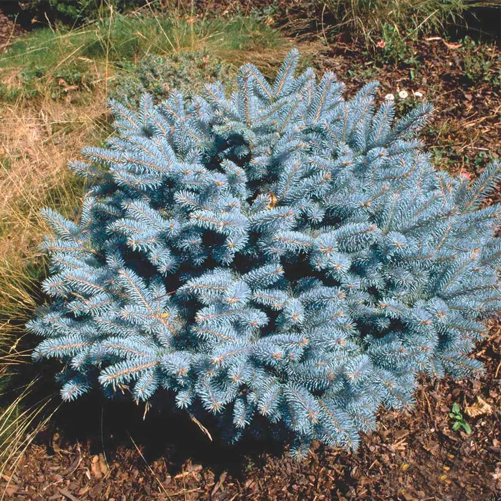 Ель колючая Глаука глобоза ø15 h45 см PLANTMARKET STLM-2145144