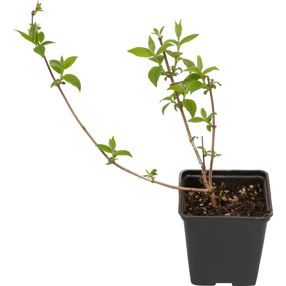 Чубушник Букет Бланк ø9 h15 см PLANTMARKET STLM-2120700