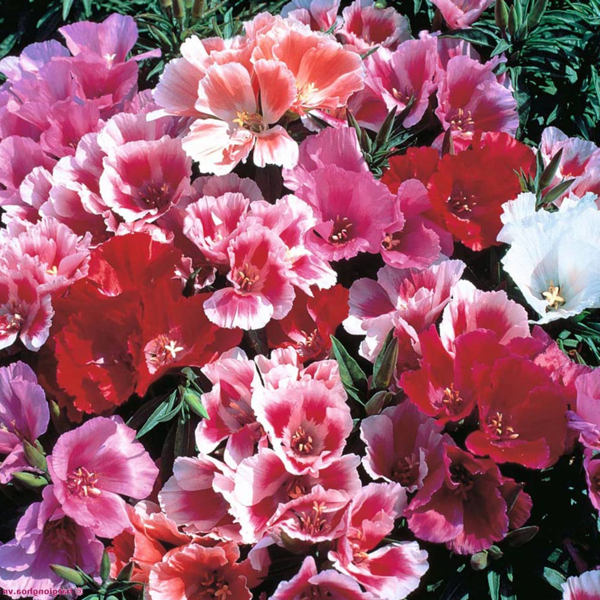 12158278 Семена цветов Годеция азалиецветковая микс Santreyd  - Вид №2