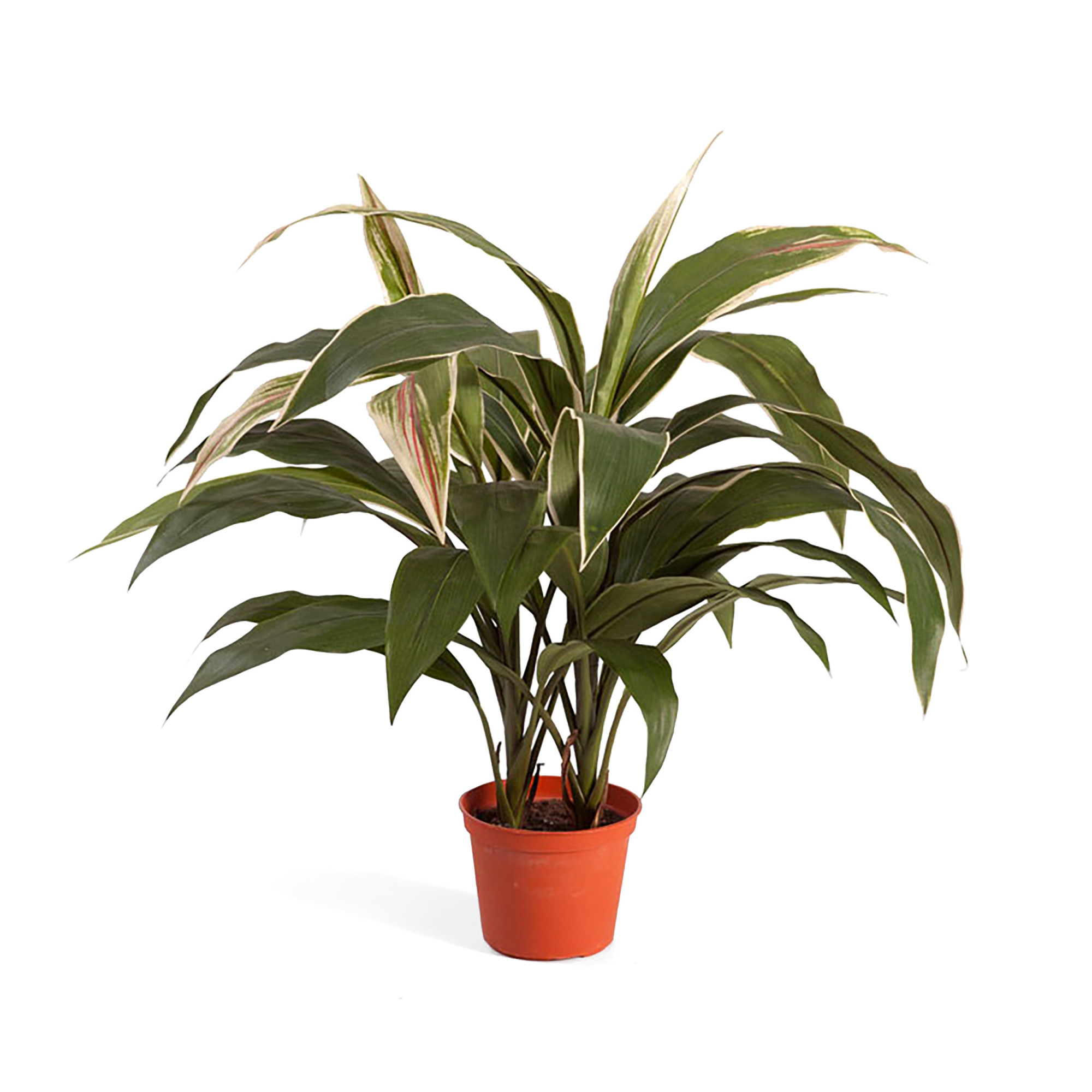 2000983229519 Кордилина в горшке 50 см COSMO RED 