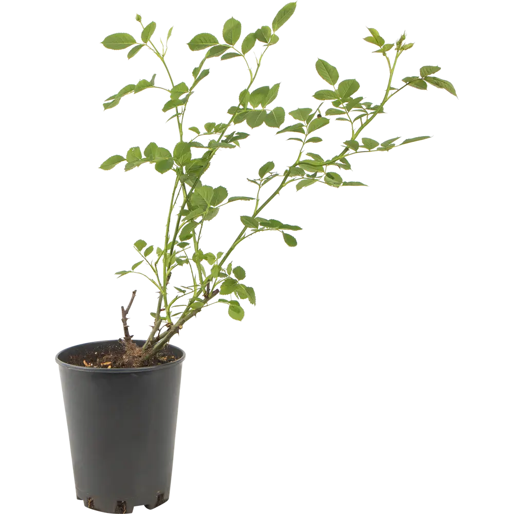 Роза парковая «Грэхам Томас» 19x55 см 82625098 STLM-2193179 PLANTMARKET 