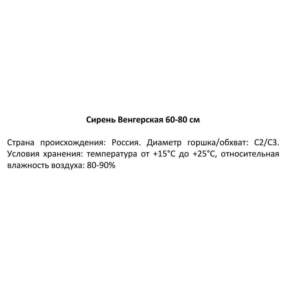 Сирень Венгерская ø19 см h40-60 см 85087632 STLM-2183483 Santreyd  - Вид №2